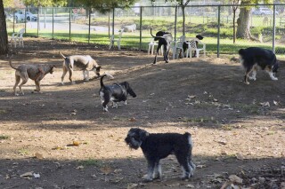 FILE - Owners bring their dogs to a park in Los Angeles on Wednesday, Aug. 31, 2022. Veterinary laboratories in several states, including Oregon, Colorado and New Hampshire, are investigating an unusual respiratory illness in dogs that causes lasting illness and doesn't respond to antibiotics. The Oregon Department of Agriculture, which is working with state researchers and the U.S. Deparment of Agriculture's National Veterinary Services Laboratory to find out what is causing the illnesses, has documented more than 200 cases of the disease since mid-August 2023. (AP Photo/Richard Vogel, File)