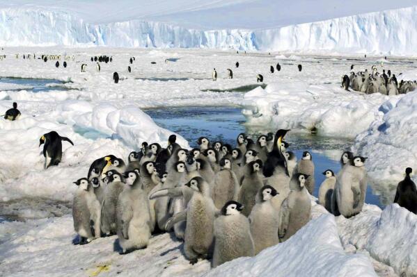 FILE - Crowds of emperor penguins on the ice in Antarctica on Dec. 21, 2005. Officials on Friday, June 3, 2022 say China has blocked efforts to step up protection of emperor penguins that are increasingly threatened by the effects global warming is having on their natural habitat in Antarctica. Dozens of countries had backed giving the world’s largest penguins special protection status at a 10-day meeting of parties to the Antarctic Treaty, which was forged in 1959 to ensure the continent remains the preserve of science and free of arms. (Zhang Zongtang/Xinhua via AP, file)