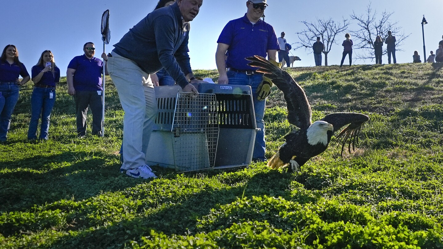 Футболният треньор на LSU Брайън Кели пуска обратно в дивата природа белоглавия орел, лекуван от университета
