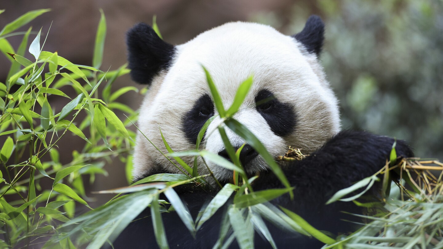 Rencontrez Yun Chuan et Xin Bao, les nouveaux pandas géants d’Amérique