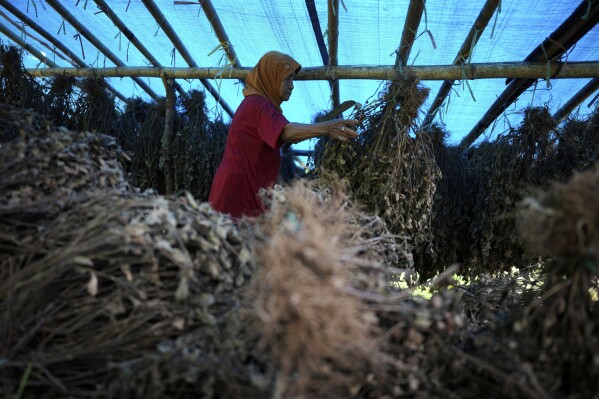 A farmer sorts dried patchouli in Simboro, West Sulawesi, Indonesia, Wednesday, Feb. 26, 2025. (AP Photo/Dita Alangkara)