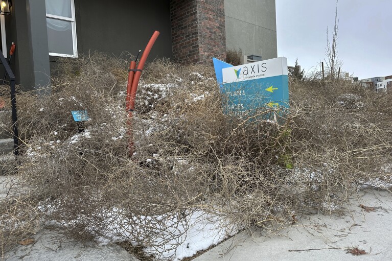 Tumbleweeds appear in front of a building in South Jordan, Utah, on Tuesday, March 5, 2024. The suburb of Salt Lake City was inundated with tumbleweeds after a weekend storm brought stiff winds to the area. The gnarled icon of the Old West rolled in over the weekend and kept rolling until blanketing some homes and streets in suburban Salt Lake City. (AP Photo/Brady McCombs)