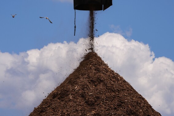 Birds fly past a pile of wood used to make pellets during a tour of a Drax facility in Gloster, Miss., Monday, May 20, 2024. Wood pellet production skyrocketed across the U.S. South to feed the European Union's push this past decade for renewable energy to replace fossil fuels like coal. (ĢӰԺ Photo/Gerald Herbert)