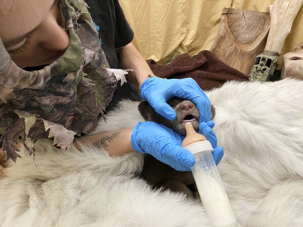 In this image, provided by the San Diego Humane Society, employees wear camouflage while feeding a bear cub found alone in the Los Padres National Forest at the San Diego Humane Society Ramona Wildlife Center on April 14, 2025 in Ramona, California (via the AP of the San Diego Humane Society).