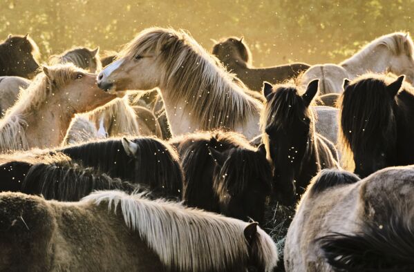 Icelandic horses play at a stud farm in Wehrheim near Frankfurt, Germany, Wednesday, April 30, 2025. (AP Photo/Michael Probst)