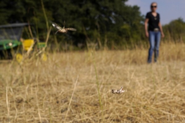 A pair of grasshoppers leap into the air as Gilda Jackson looks on from a 35-acre pasture that is usually filled with 3-feet tall hay on her property in Paradise, Texas, Monday, Aug. 21, 2022. (AP Photo/Tony Gutierrez)