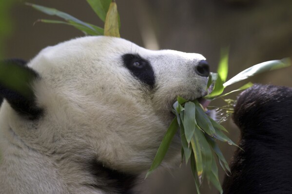 Bai Yun, the mother of newly named panda cub, Mei Sheng, gets a mouthful of bamboo during the cub's first day on display at the San Diego Zoo on Dec. 17, 2003.  (APPhoto/Lenny Ignelzi,File)