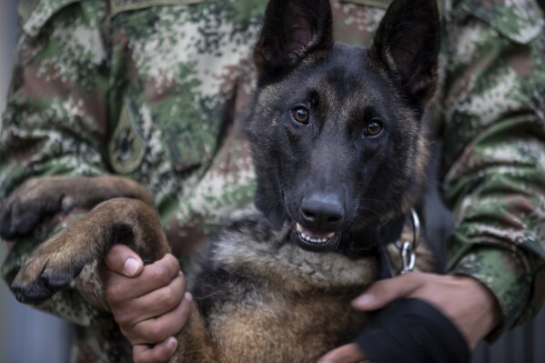 Colombian military searches for heroic dog who helped find children in the  Amazon jungle | AP News