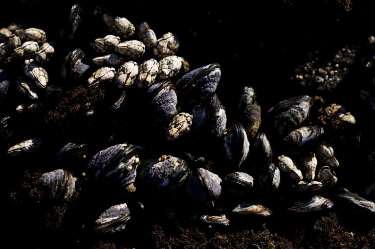 Clams grow at the Salt Creek tide pools during the 2023 Tribal Climate Camp on the Olympic Peninsula Wednesday, Aug. 16, 2023, near Port Angeles, Wash. (AP Photo/Lindsey Wasson)