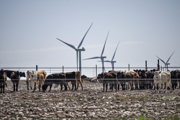 FILE - Windmills rise behind cattle standing in a feed lot in Rosston, Texas, April 21, 2023. Each person can reduce their impact on the environment through the choices they make, whether that’s saving energy at home, switching to an electric vehicle or eating less meat and more plant-based foods. (AP Photo/David Goldman, File)