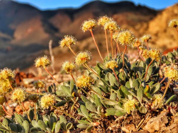 In this photo taken June 1, 2019, by Patrick Donnelly of the Center for Biological Diversity is the rare desert wildflower Tiehm's buckwheat in the Silver Peak Range about 120 miles south of Reno, Nev. The U.S. Fish and Wildlife Service has proposed designating the high-desert range halfway between Reno and Las Vegas as critical habitat for the Tiehm's buckwheat. It is also the site of a proposed lithium mine by the Australian-based Ioneer USA Corp.  (Patrick Donnelly/Center for Biological Diversity via AP)