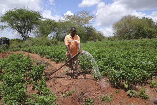 O agricultor Shedrack Mutie Mwanza pulveriza água de uma barragem de areia na sua quinta de pimenta no condado de Makueni, Quénia, na sexta-feira, 1 de março de 2024. A construção de barragens de areia, uma estrutura para recolher água de rios sazonais, ajuda a minimizar a perda de água por evaporação e recarrega as águas subterrâneas. (Foto AP/Brian Inganga)