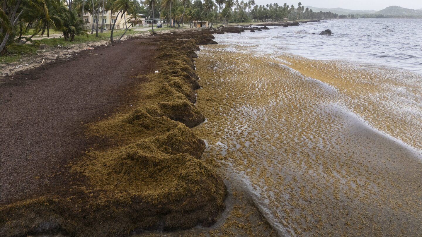 Учените казват, че рекордно количество морски водорасли удари Карибите и близките райони през май 