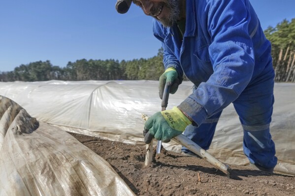A farm worker cuts white asparagus on a field near Beelitz, Germany, Thursday, April 3, 2025. (AP Photo/Markus Schreiber)