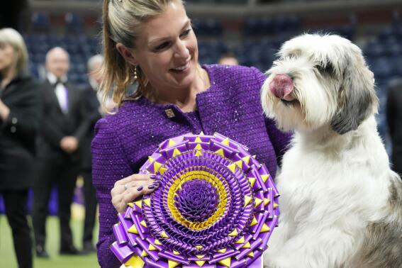 Handler Janice Hays poses for photos with Buddy Holly, a petit basset griffon Vendéen, after he won best in show during the 147th Westminster Kennel Club Dog show Tuesday, May 9, 2023, at the USTA Billie Jean King National Tennis Center in New York. (AP Photo/Mary Altaffer)