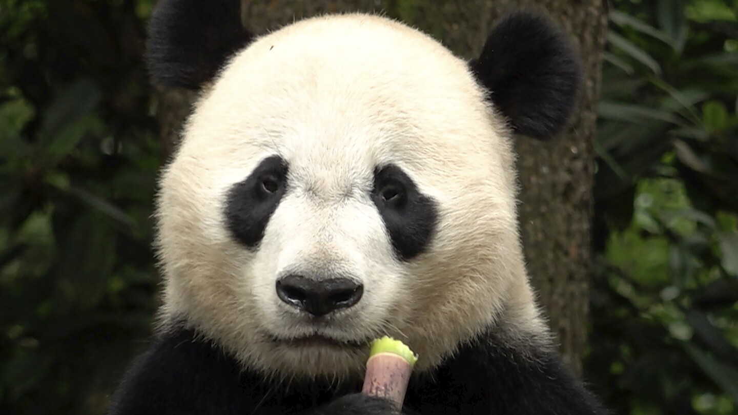 Le gagnant de la diplomatie chinoise autour du panda : les pandas eux-mêmes