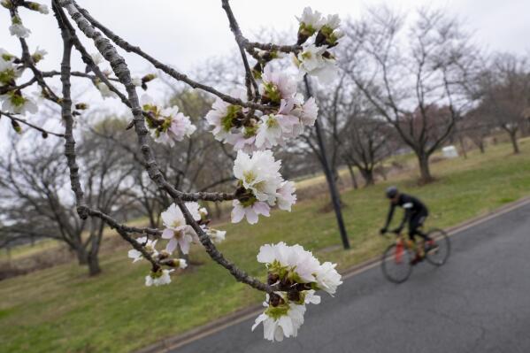 Cherry blossoms are visible along Hains Point in Washington, Monday, Feb. 27, 2023. (AP Photo/Andrew Harnik)