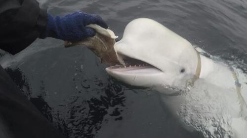 In this photo taken in April 2019 a beluga whale found in Arctic Norway is feeded. Norwegian authorities say that a beluga whale first spotted in Arctic Norway in 2019 with an apparent Russian-made harness and alleged to have come from a Russian military facility has been spotted off Sweden's west coast. (Jorgen Ree Wiig, Norwegian Directorate of Fisheries via AP)