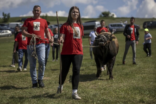 Mirnesa Junuzovic, center, leads her team and a bull Cobra toward the arena prior to the start of the bullfights in Bijelo Polje, Bosnia, Sunday, May 11, 2025. (AP Photo/Armin Durgut)