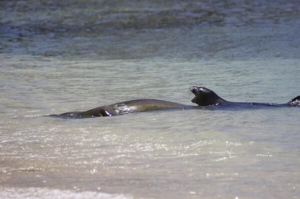 Beach birth: Hawaii blocks some Waikiki sands for seal pup