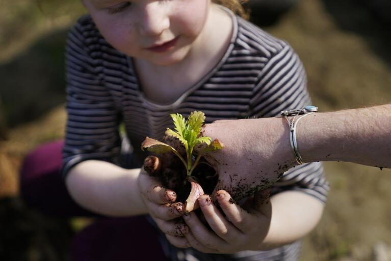 Isa Holden holds a seedling while planting gardens with her mother Ellie, at their home, Thursday, May 12, 2022, in Proctor, Vt. After fleeing one of the most destructive fires in California, the Holden family wanted to find a place that had not been so severely affected by climate change and chose Vermont. (AP Photo/Charles Krupa)