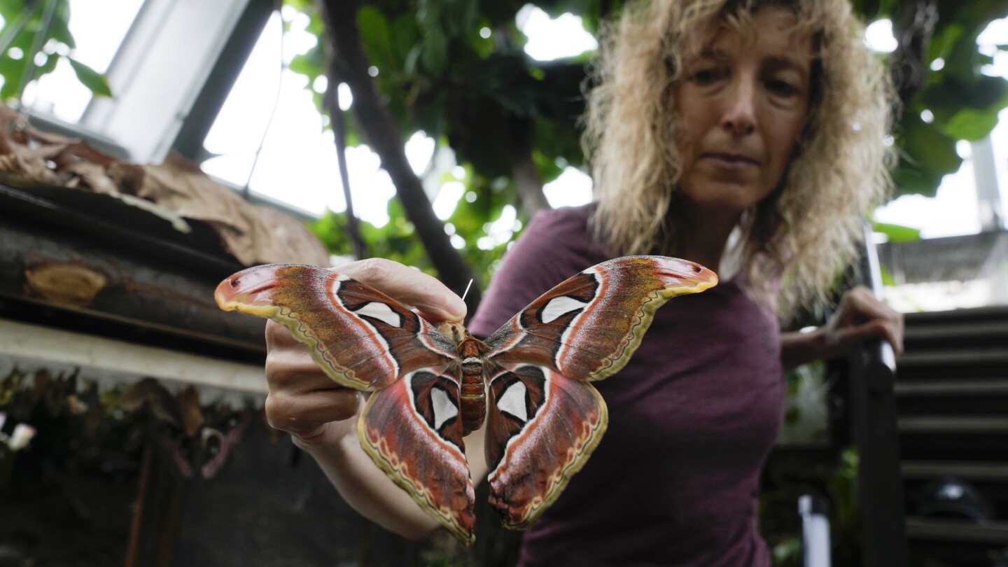 Италиански музей пресъздава гора от пеперуди в Танзания, за да повиши осведомеността относно изследванията на биоразнообразието