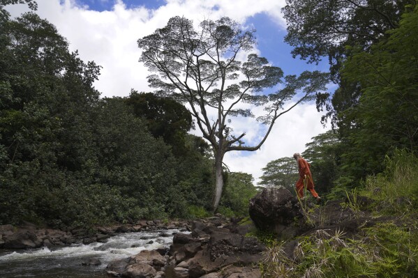 Paramacharya Sadasivanatha Palaniswami climbs rocks along the Wailua River, sacred to many Native Hawaiians, at a Kauai Hindu monastery on July 13, 2023, in Kapa'a, Hawaii. The monastery was founded by Guru Satguru Sivaya Subramuniswamy in 1970. (AP Photo/Jessie Wardarski)