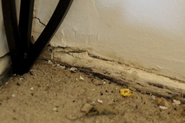 Mice droppings are seen near a hole in the corner of the living room in Carrie Newson's residence at the Dutch Village apartments, Tuesday, July 30, 2019, in Baltimore. Newson has complained to management about mice and mold in her home but the issues have yet to be fixed. The apartment complex is owned by Jared Kushner, son-in-law of President Donald Trump, who days earlier vilified Congressman Elijah Cummings' majority-black Baltimore district as a "disgusting, rat and rodent infested mess" where "no human being would want to live." (AP Photo/Julio Cortez)