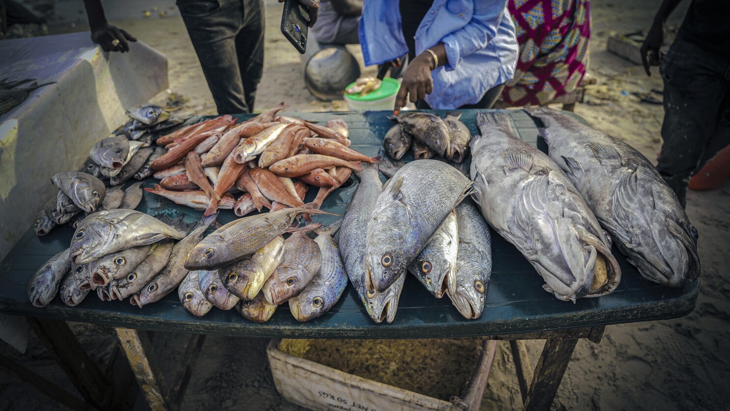 Foreign overfishing in Senegal fuels migration to Spain, a report finds