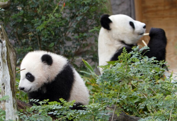 FILE - Yun Zi, left, the five-month-old panda cub plays in one of the panda exhibit areas at the San Diego Zoo while his mother, Bai Yun, chews on bamboo, Jan. 6, 2010, in San Diego. Panda lovers in America received a much-needed injection of hope Wednesday, Nov. 15, 2023, as Chinese President Xi Jinping said his government was “ready to continue” loaning the black and white icons to American zoos. (AP Photo/Lenny Ignelzi, File)