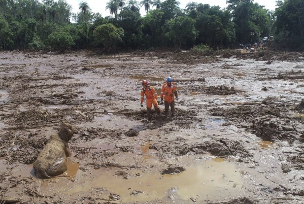 
              Rescue work try to reach a cow that is stuck in a field of mud, two days after a dam collapse in Brumadinho, Brazil, Sunday, Jan. 27, 2019. Brazilian officials on Sunday suspended the search for potential survivors of a dam collapse that has killed at least 40 people amid fears that another nearby dam owned by the same company was also at risk of breaching. (AP Photo/Andre Penner)
            