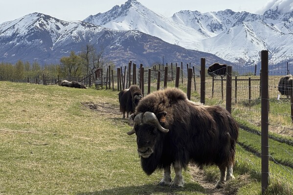Musk oxen are shown Saturday, May 10, 2025, at the Musk Ox Farm in Palmer, Alaska. (AP Photo/Mark Thiessen)