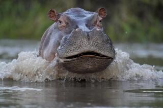 FILE - A hippo swims in the Magdalena river in Puerto Triunfo, Colombia, Feb. 16, 2022. A hippopotamus descended from animals illegally brought to Colombia by the late drug kingpin Pablo Escobar has died in a collision with an SUV on a highway near Escobar’s hacienda, environmental authorities said April 12, 2023. (AP Photo/Fernando Vergara, File)