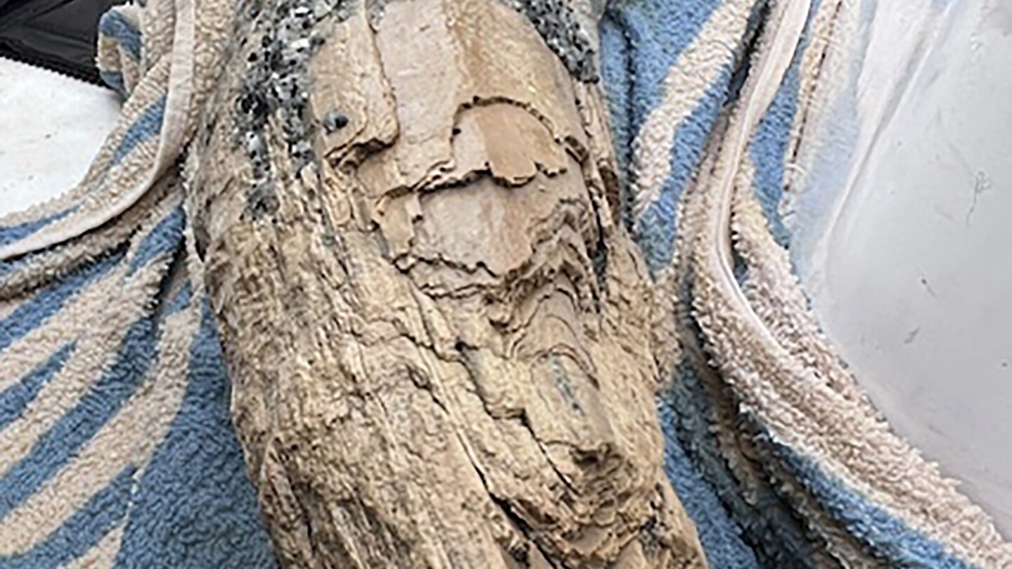 Гмуркач, ловец на вкаменелости, казва, че е открил голяма част от бивник на мастодонт край бреговете на Флорида