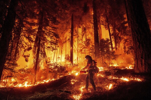 FILE - A firefighter uses a drip torch to burn vegetation while trying to stop the Park Fire from near Mill Creek in Tehama County, Calif., on Wednesday, Aug. 7, 2024. (AP Photo/Noah Berger, File)