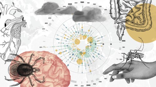 Illustration about the different ways infectious diseases can enter, and impact, the human body. (Illustration/Amelia Bates, Grist via AP)