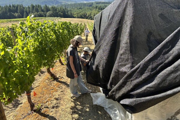 Oregon State University students seal up a quasi greenhouse with tape where wine grapes will be exposed to smoke at the university's vineyard near Alpine, Ore., Friday, Sept. 8, 2023. The U.S. West Coast produces over 90% of America's wine, but it's also prone to wildfires, a combustible combination that spelled disaster in 2020 and one that scientists, including at Oregon State, are scrambling to neutralize. (AP Photo/Andrew Selsky)