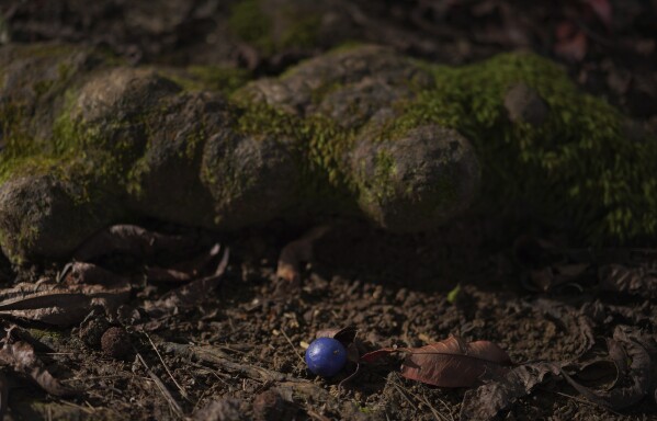 A piece of sacred fruit lays at the base of a Rudraksha tree at the Kauai Hindu Monastery on July 10, 2023, in Kapaa, Hawaii. (AP Photo/Jessie Wardarski)