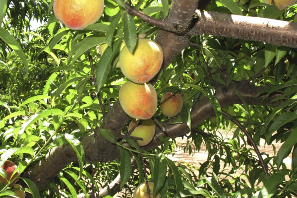 FILE - In this Wednesday, May 22, 2013 photo, peaches ripen on a branch at Chappell Farms orchard in Kline, S.C. (AP Photo/Jeffrey Collins, File)