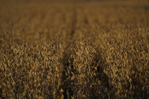 Soybeans grow on Jed Clark's farm before harvest, Wednesday, Nov. 8, 2023, in Lynnville, Ky. After historic rainfall in July 2023, floods submerged crops on Clark's farm, destroying about 18 acres of tobacco crop and 200 acres of soybeans. (AP Photo/Joshua A. Bickel)