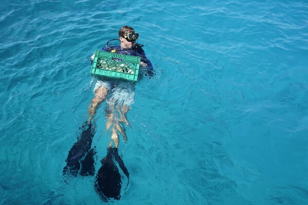 University of Miami Rosenstiel School of Marine, Atmospheric, and Earth Science senior research associate Dalton Hesley swims out with supplies, Friday, Aug. 4, 2023, on Paradise Reef near Key Biscayne, Fla. (AP Photo/Wilfredo Lee)