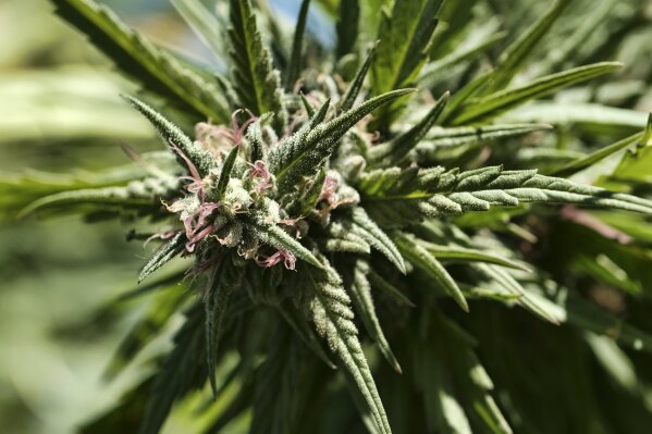 This Sept. 11, 2018, photo shows a budding marijuana plant at an outdoor growing operation in the coastal mountain range of San Luis Obispo, California. Outdoor marijuana growers are reporting an increase in cross-pollination from hemp farms, a development that could mean marijuana cultivators might lose upwards of tens of thousands of dollars if their plants become unmarketable as flower products. (AP Photo/Richard Vogel, File)