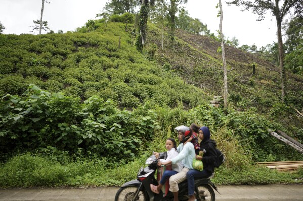 A family rides on a motorcycle past a patchouli plantation, top left, and land which has been cleared to make way for a new one in Simboro, West Sulawesi, Indonesia, Thursday, Feb. 27, 2025. (AP Photo/Dita Alangkara)