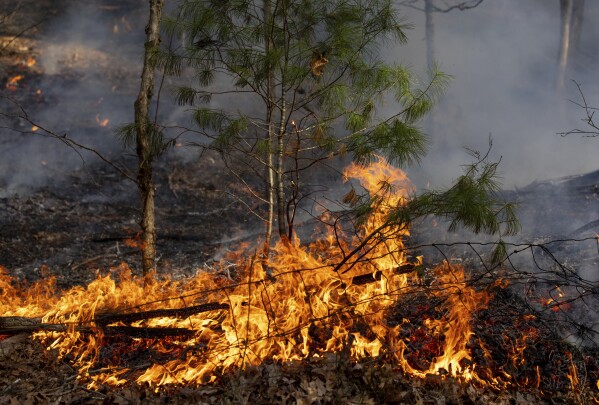 A pile of leaves and a sapling catch fire along Peake Mountain Road during a wildfire, Wednesday, March 20, 2024, near Rawley Springs, Va. (Daniel Lin/Daily News-Record via AP)