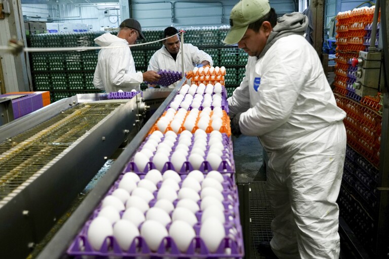 A worker moves crates of eggs at the Sunrise Farms processing plant in Petaluma, Calif., on Thursday, Jan. 11, 2024, which has seen an outbreak of avian flu in recent weeks. A year after the bird flu led to record egg prices and widespread shortages, the disease known as highly pathogenic avian influenza is wreaking havoc in California, which escaped the earlier wave of outbreaks that that devastated poultry farms in the Midwest. (AP Photo/Terry Chea)