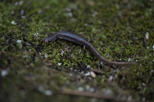 A four-toed salamander crawls Friday, March 21, 2025, in Mendon, N.Y. (AP Photo/Maryel Pryce)