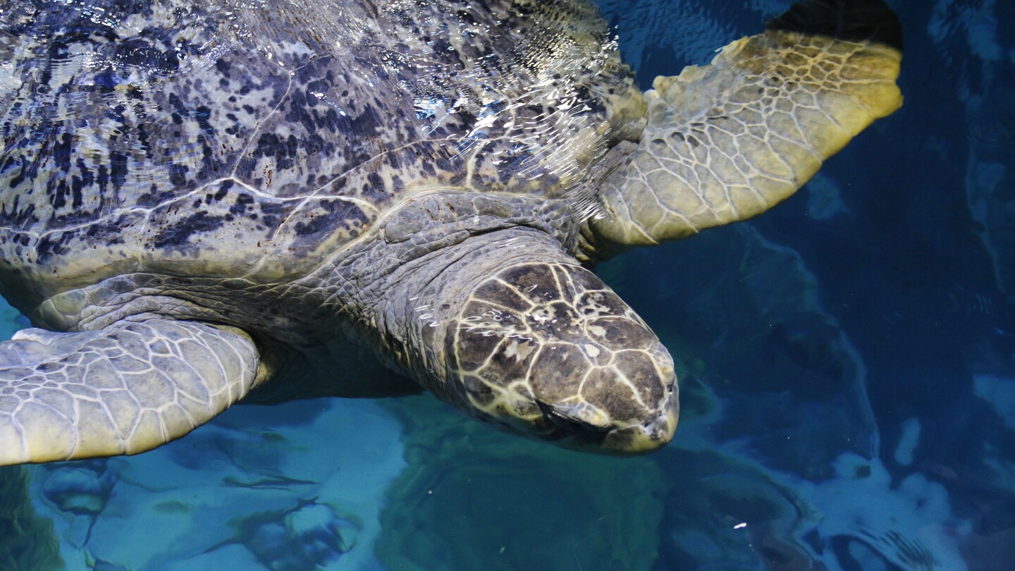 Древна морска костенурка, настанена в Бостънския аквариум повече от 50 години, преминава през друг физически преглед