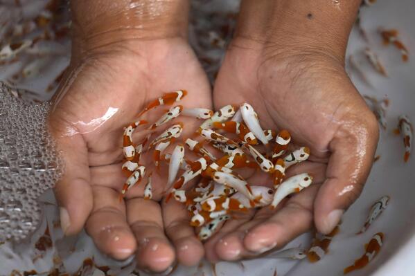 A worker shows baby clownfish at a breeding facility in Buleleng, Bali, Indonesia, Wednesday, April 13, 2022. Experts around the world are tinkering over water temperature, futzing with lights and trying different mixes of microscopic food particles in hopes of happening upon the particular and peculiar set of conditions that will inspire ornamental fish to breed. (AP Photo/Tatan Syuflana)