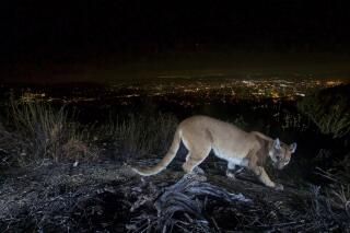 This July 10, 2016, photo shows an uncollared adult female mountain lion photographed with a motion sensor camera in the Verdugos Mountains in in Los Angeles County, Calif. Los Angeles city lights are seen in the background. A mountain lion, not pictured, attacked a 5-year-old boy and dragged the child across his front lawn in Southern California was shot and killed by a wildlife officer, authorities said Saturday, Aug. 28, 2021. The 65-pound (30-kilogram) mountain lion attacked the boy while he was playing near his house Thursday in Calabasas, Calif., and "dragged him about 45 yards" across the front lawn, said Capt. Patrick Foy, a spokesman with the California Department of Fish and Wildlife. (U.S. National Park Service via AP)