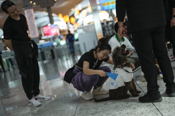 A traveller pets the airport therapy dog Kuki while walking through Istanbul Airport in Turkey, Wednesday, April 3, 2024. (AP Photo/Khalil Hamra)